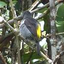 Image of Sulphur-rumped Tanager