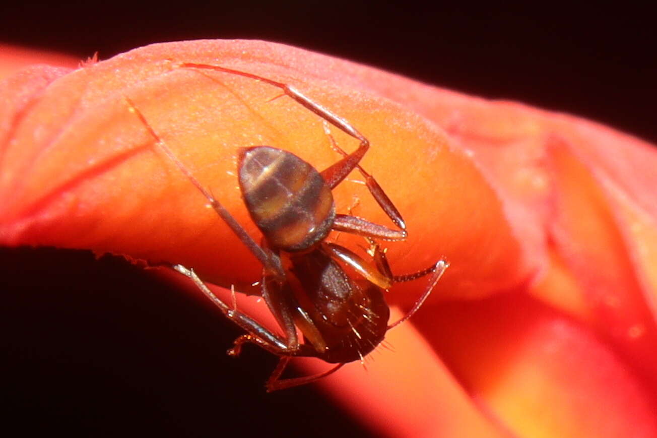 صورة Camponotus juliae Emery 1903