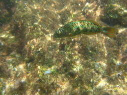 Image of Christmas wrasse