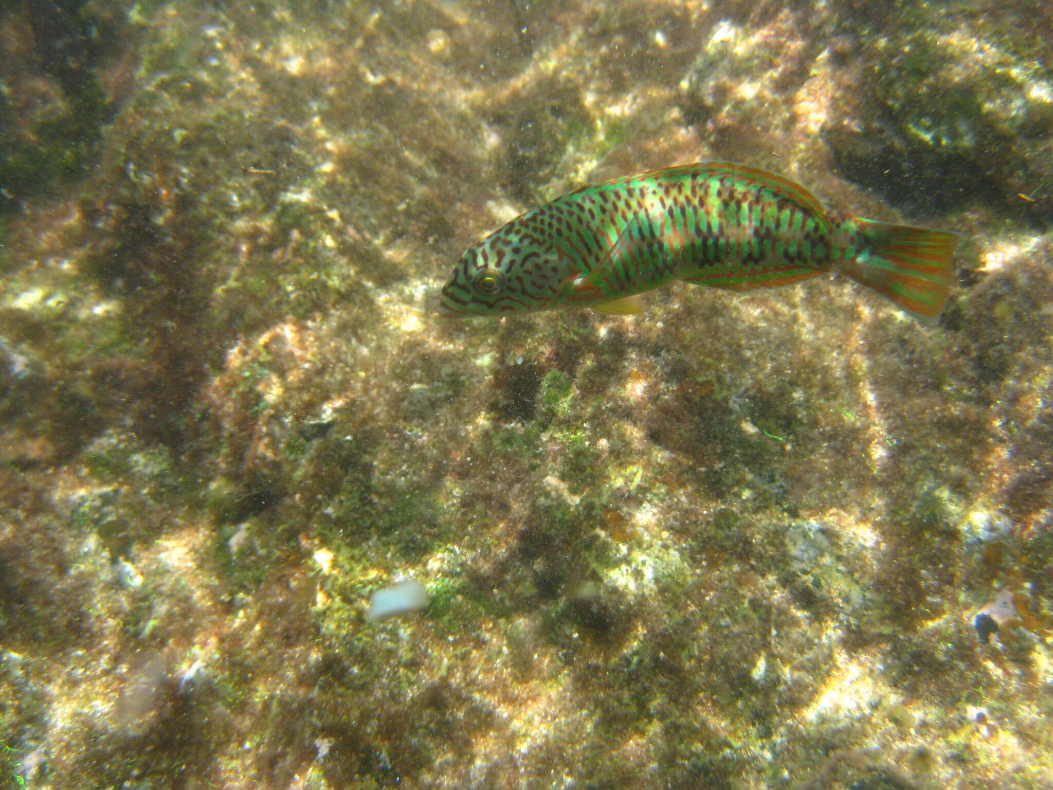 Image of Christmas wrasse