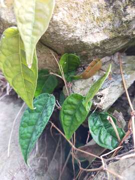 Image de Ficus sarmentosa var. henryi (King ex Oliver) Corner