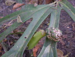 Image of Anthurium podophyllum (Cham. & Schltdl.) Kunth