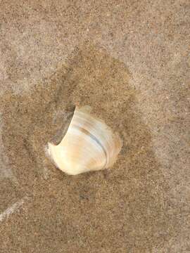 Image of Faintly-frilled Venus