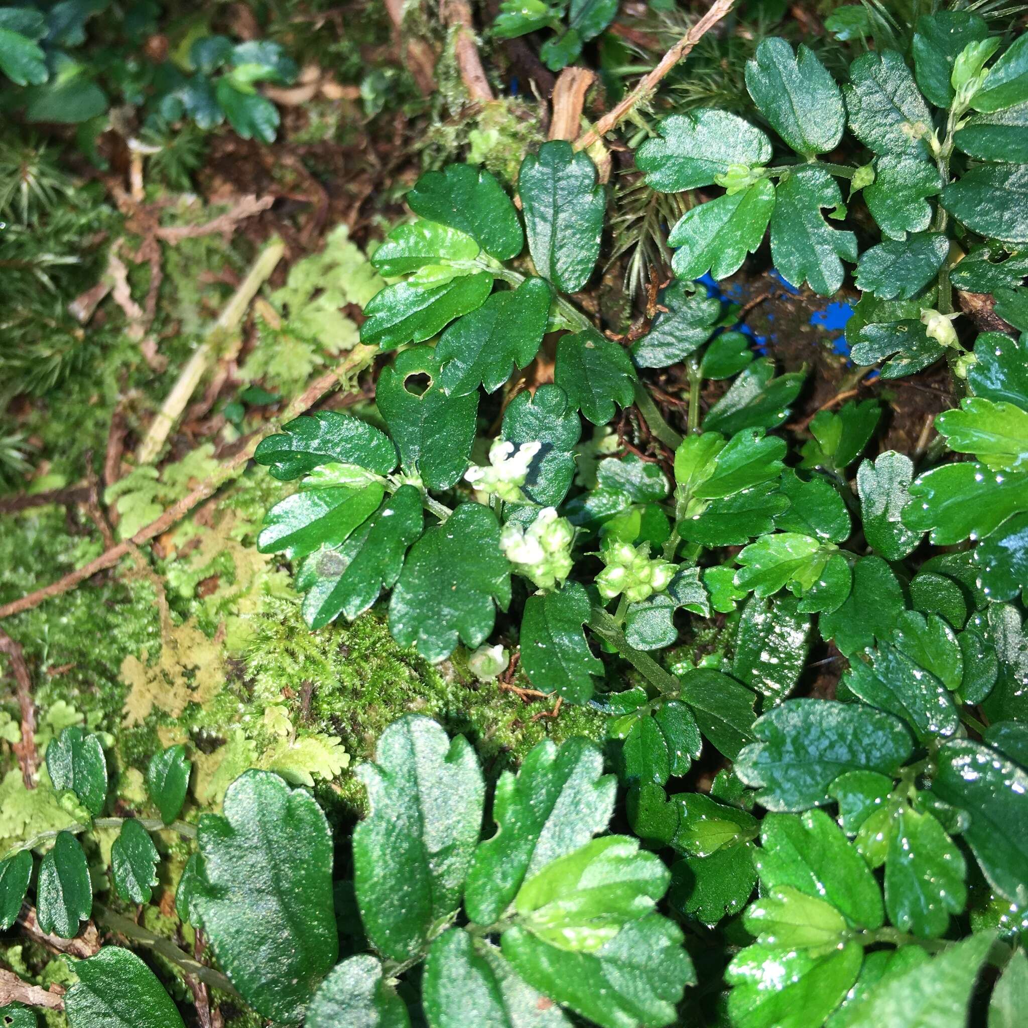 Image of Elatostema obtusum var. trilobulatum (Hayata) W. T. Wang