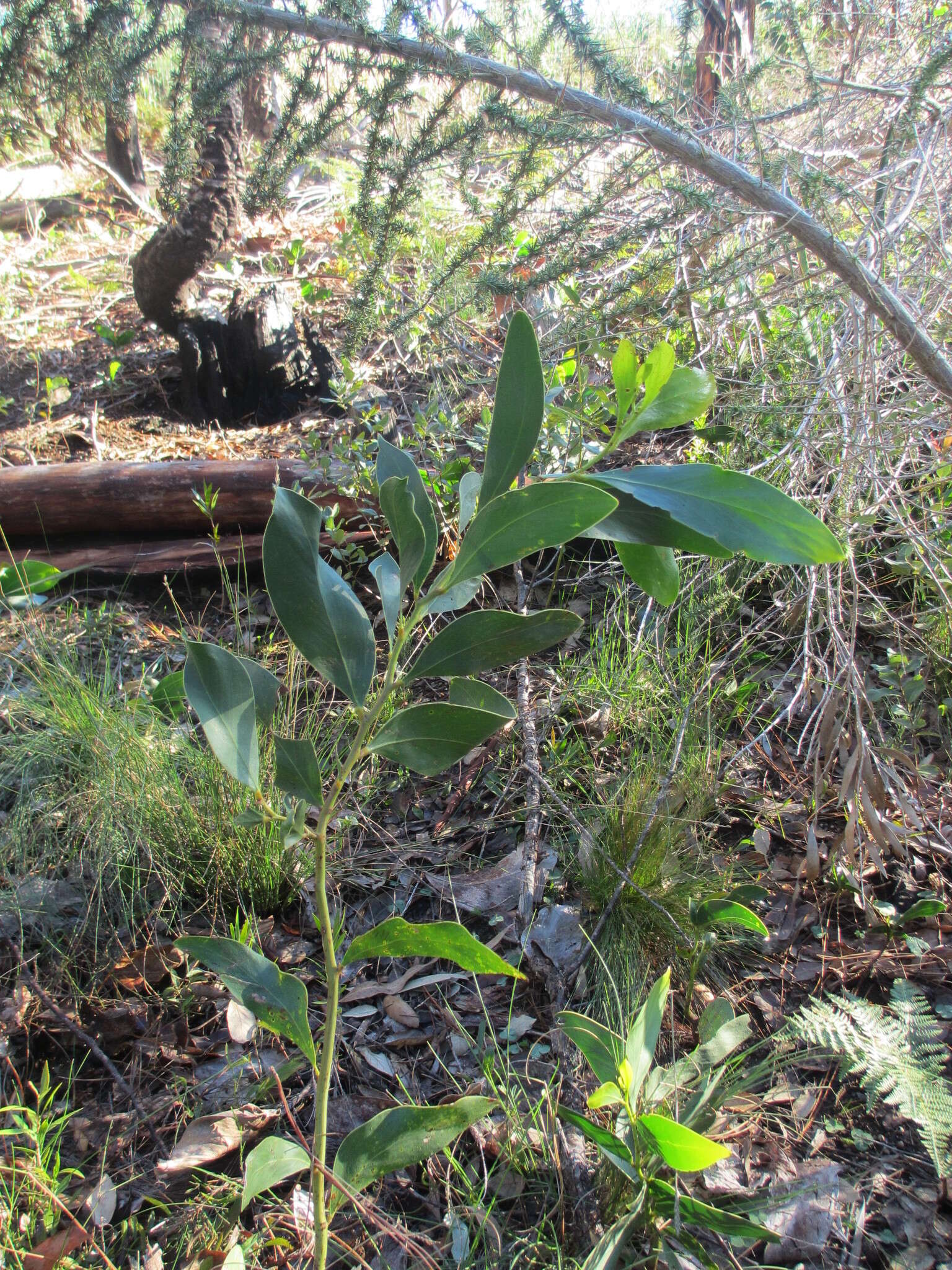 Sivun Acacia pycnantha Benth. kuva