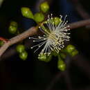 Image of Eucalyptus yarraensis Maiden & Cambage