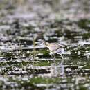 Image of Lesser Jacana