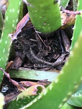 Image of brown anole