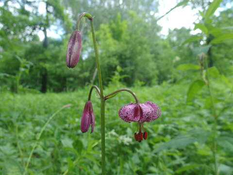 Image of Lilium martagon var. pilosiusculum Freyn