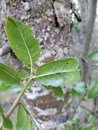 Image of interior live oak