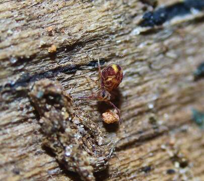 Image of Dicyrtomina minuta (Fabricius O 1783)