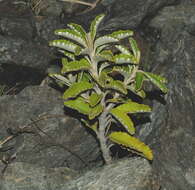 Image of Monro's Ragwort