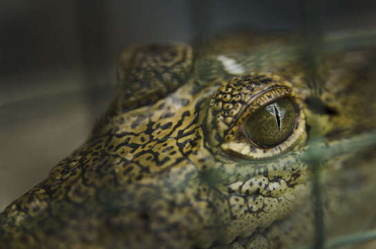 Image of Belize Crocodile