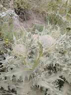 Image of Cirsium cephalotes Boiss.