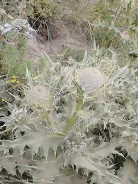 Cirsium cephalotes Boiss.的圖片