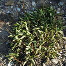 Image of Salvia ringens Sm.