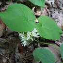 Matelea baldwyniana (Sweet) R. E. Woodson的圖片