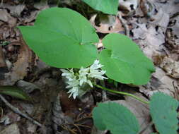 Image de Matelea baldwyniana (Sweet) R. E. Woodson