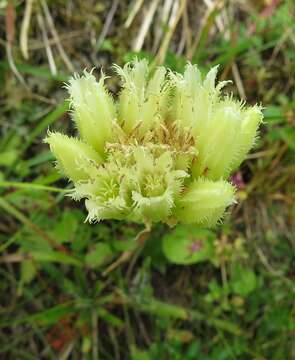 Imagem de Sempervivum globiferum subsp. arenarium (W. D. J. Koch) H.