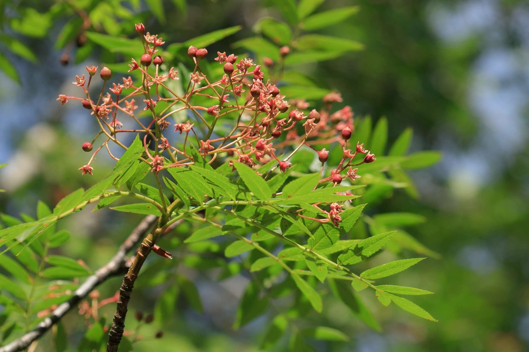 Imagem de Sorbus tianschanica Rupr.