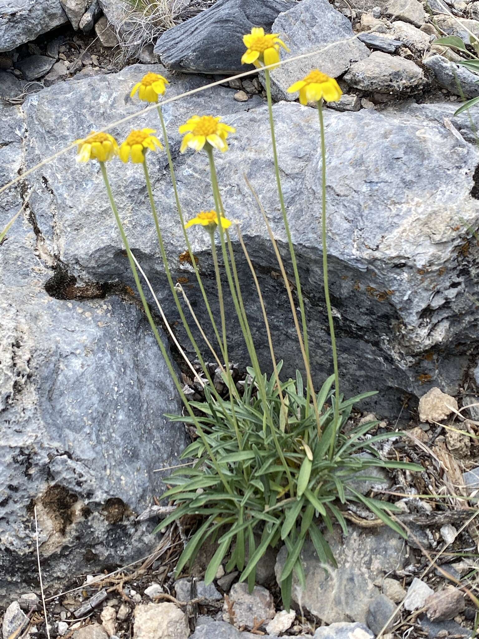 Image of Arizona four-nerve daisy