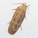 Image of Cotton stem moth