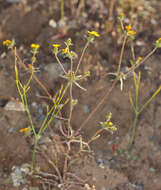 Image of tarweed