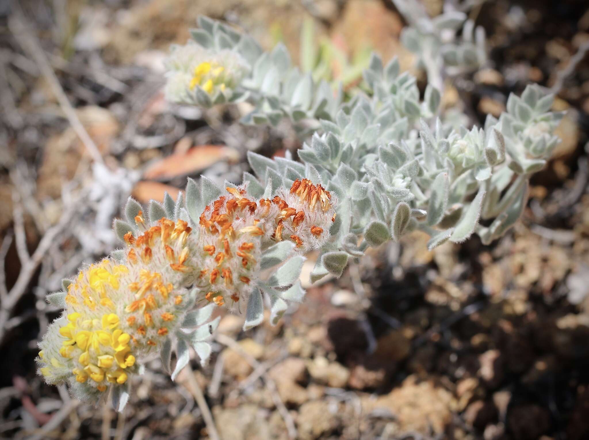 Image of <i>Acmispon argophyllus</i> var. <i>niveus</i>