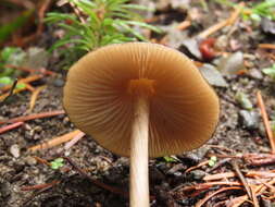 Image de Entoloma hirtipes (Schumach.) M. M. Moser 1978