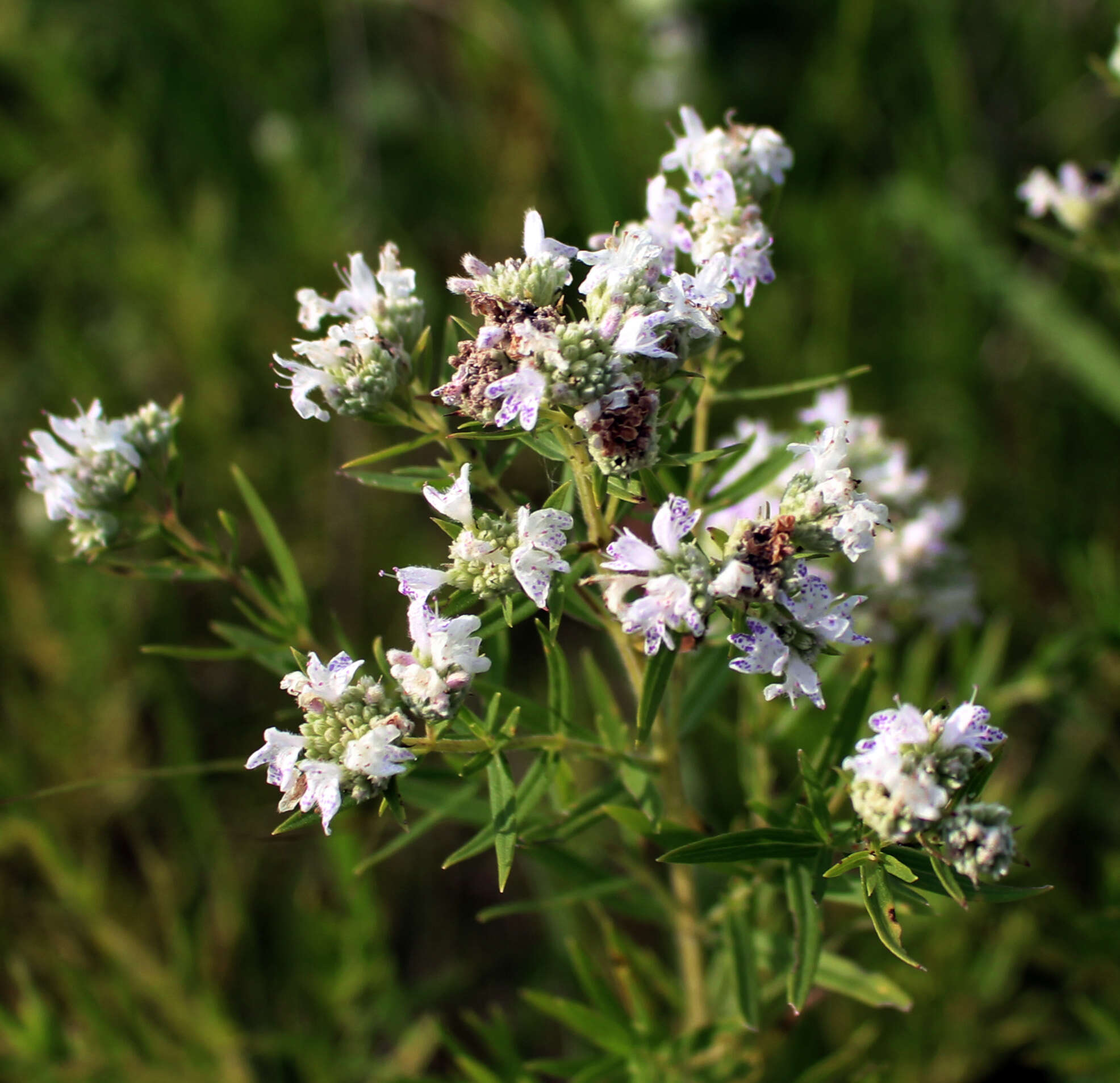 Image of Virginia mountainmint