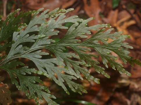 Image de Hymenophyllum dilatatum (G. Forst.) Sw.