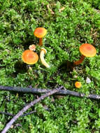 Image of Mycena leaiana (Berk.) Sacc. 1891