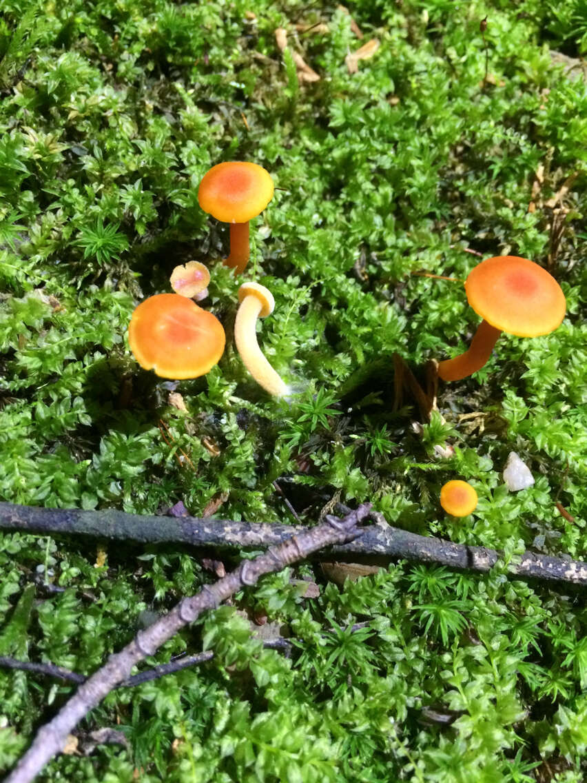 Image of Mycena leaiana (Berk.) Sacc. 1891