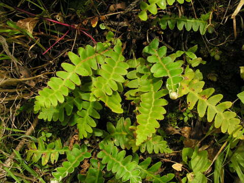 Image of Asplenium lolegnamense (Gibby & Lovis) Viane