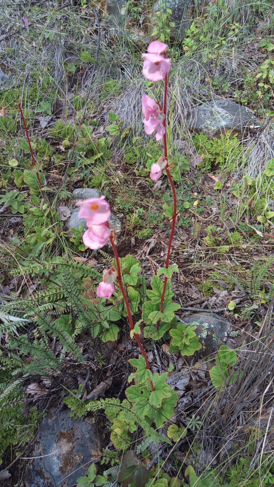 Image of Begonia pedata Liebm.