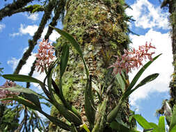 Image of Prosthechea allemanoides (Hoehne) W. E. Higgins