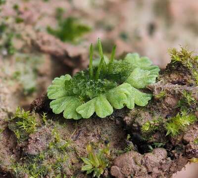 Image of Riccia glauca L.