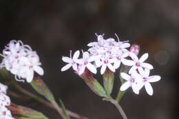 Image of Stevia satureifolia (Lam.) Lam.