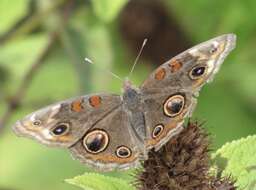 Image of Junonia nigrosuffusa Barnes & McDunnough 1916