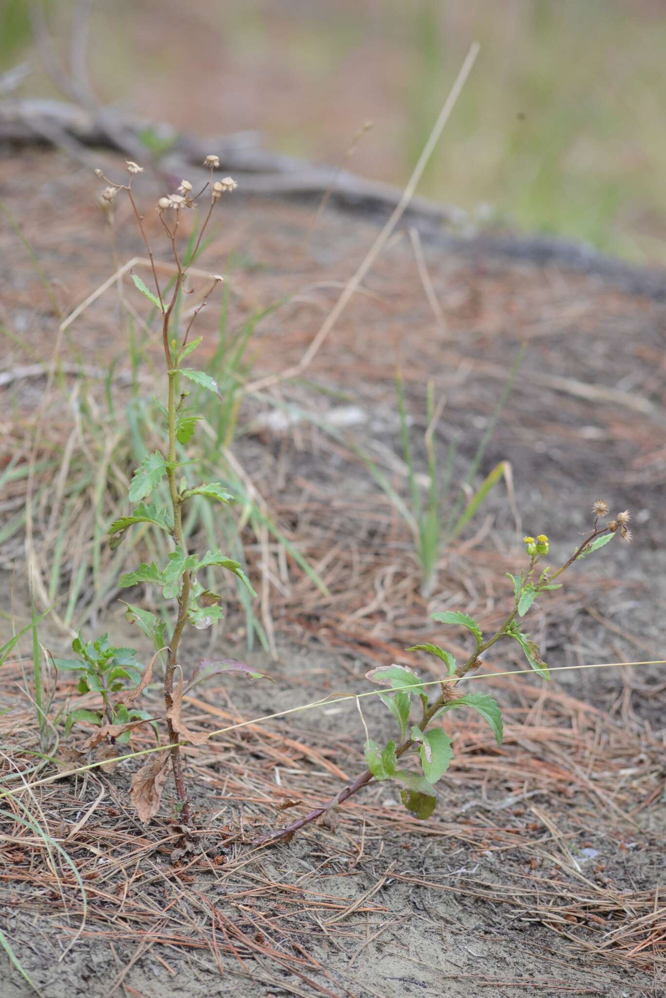 Sivun Senecio matatini subsp. basinudus (Ornduff) Courtney, de Lange & Pelser kuva