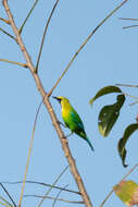 Image of Blue-winged Leafbird