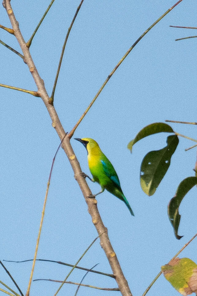 Image of Blue-winged Leafbird