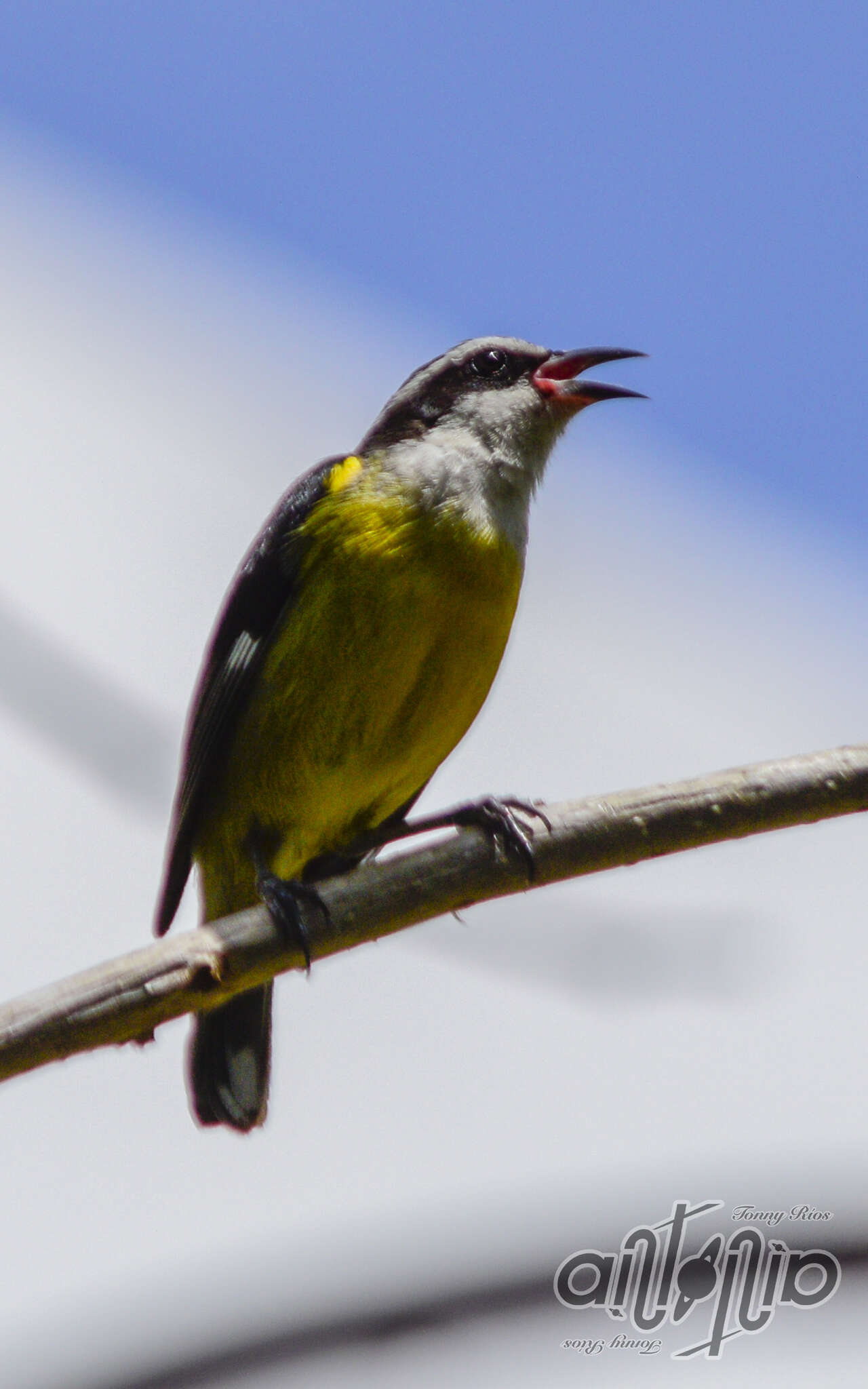 Coereba flaveola caboti (Baird & SF 1873) resmi