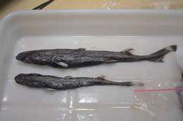 Image of Smooth Lanternshark