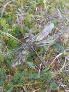 Image of Azure Hawker