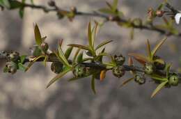 Image of Leptospermum semibaccatum Cheel