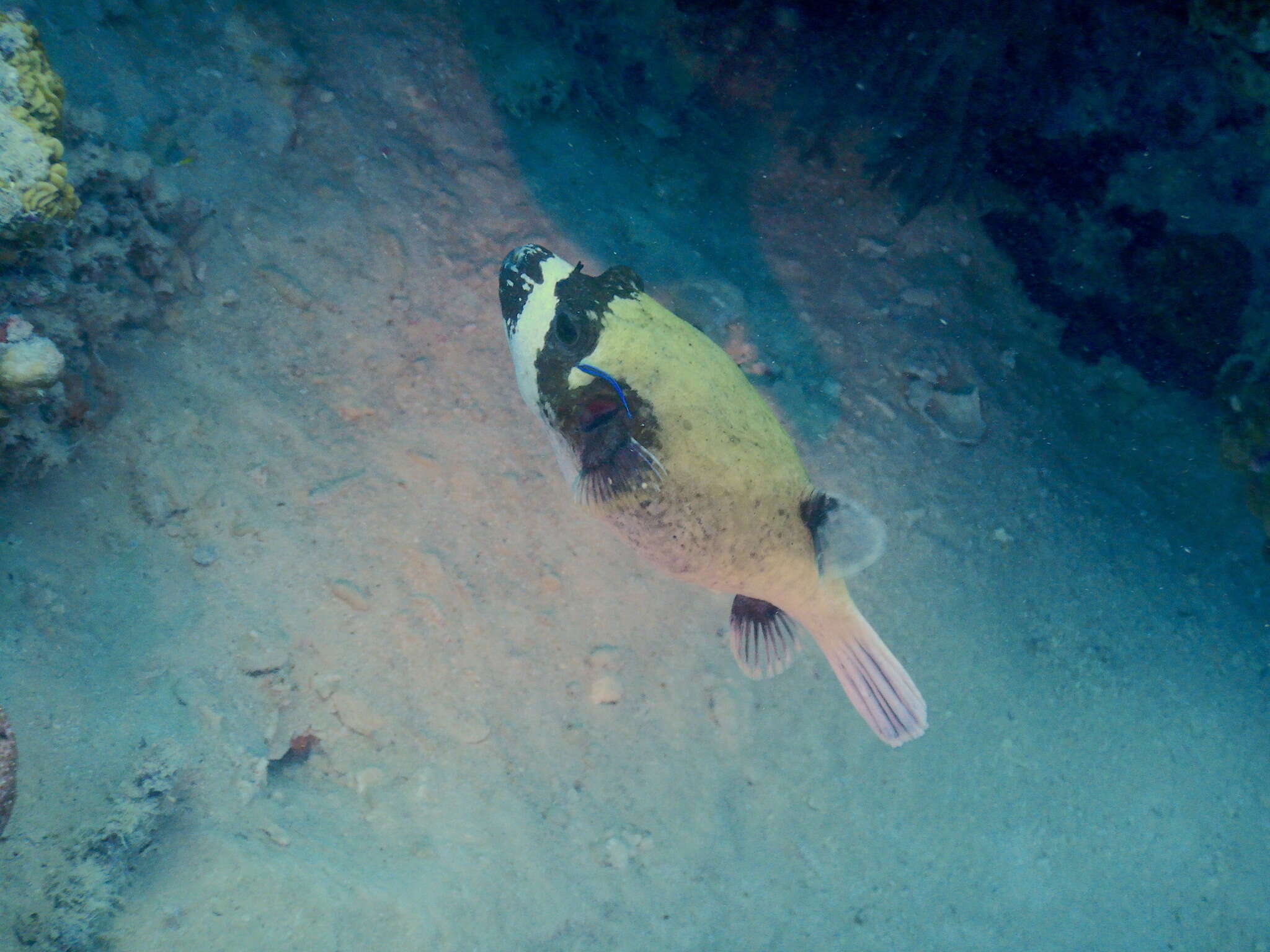 Image of Masked Puffer