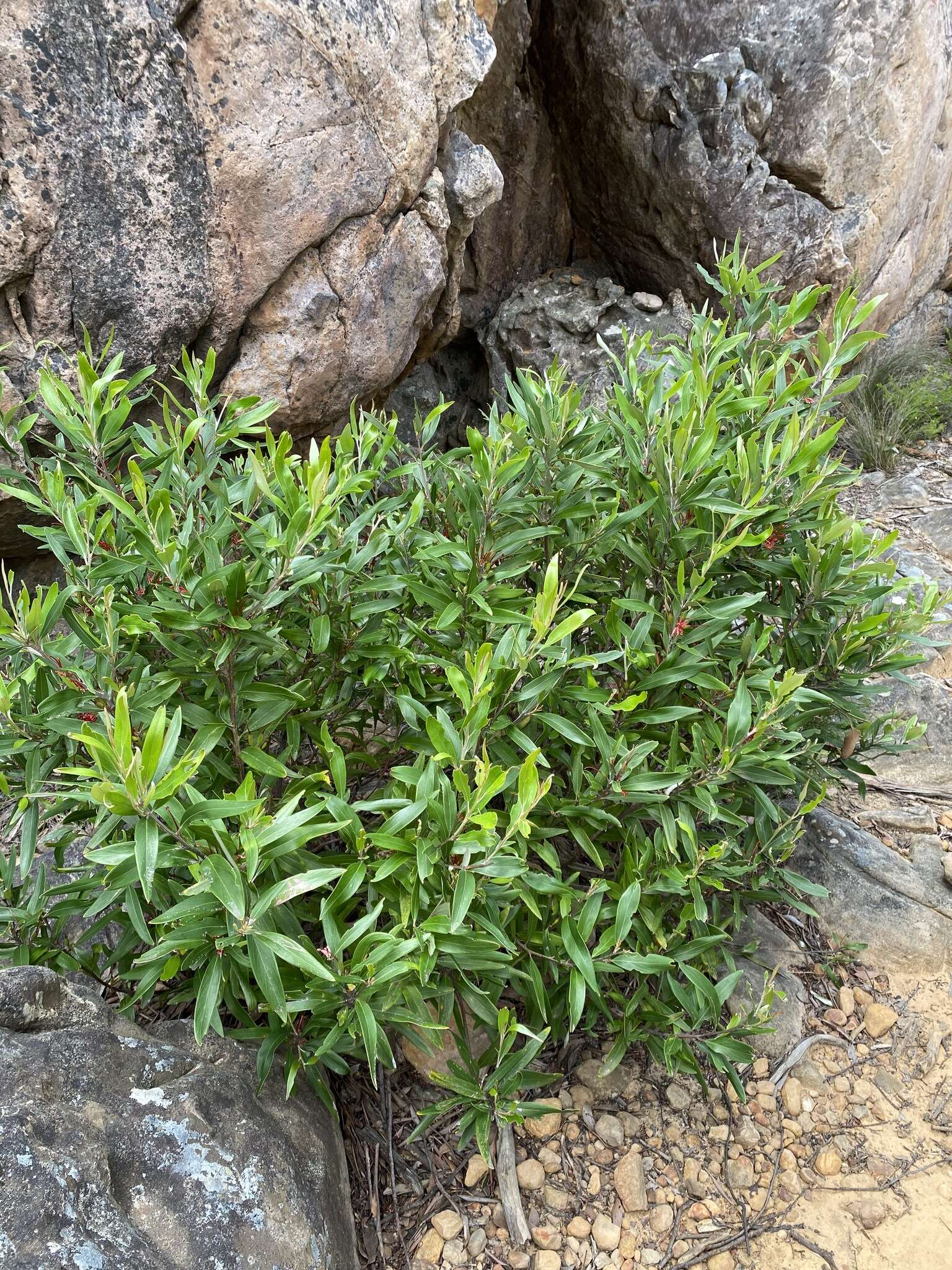 Image of Grevillea dimorpha F. Müll.