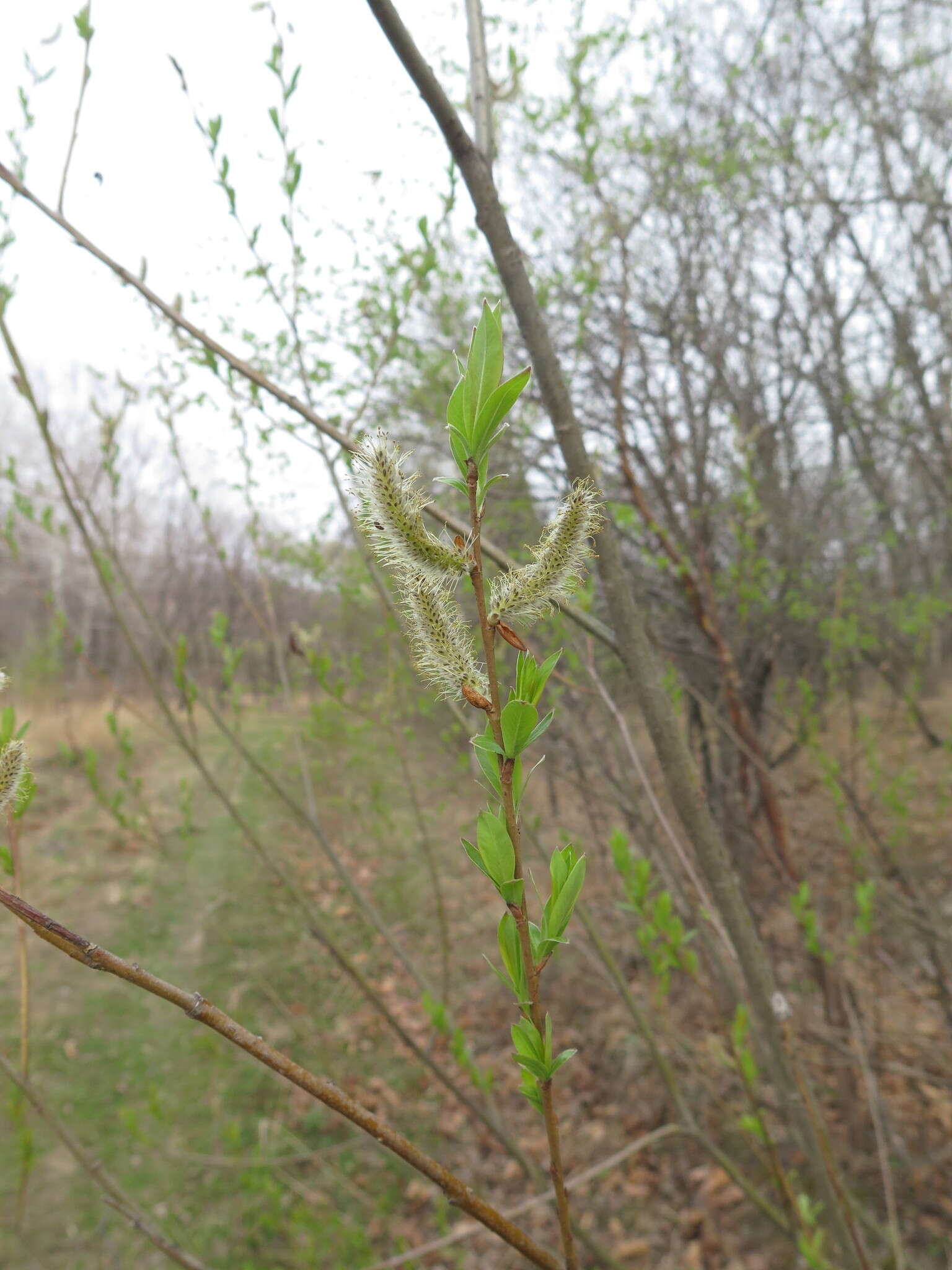 Image of Salix udensis subsp. siuzevii (Seemen) Nedol.