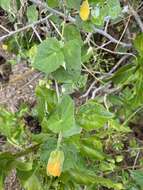 Image of Abutilon indicum subsp. albescens (Miq.) Borssum Waalkes